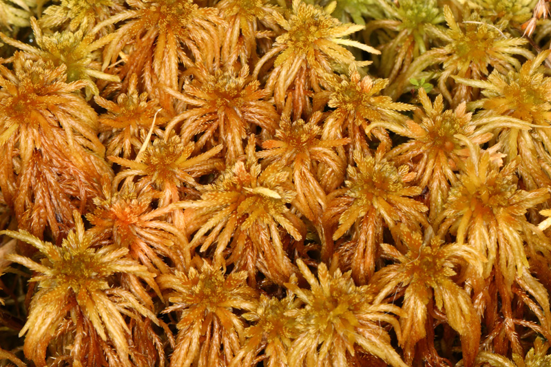 Sphagnum teres